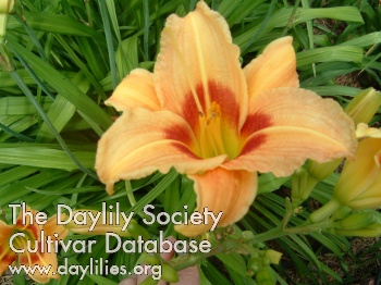Daylily Dancing Bees